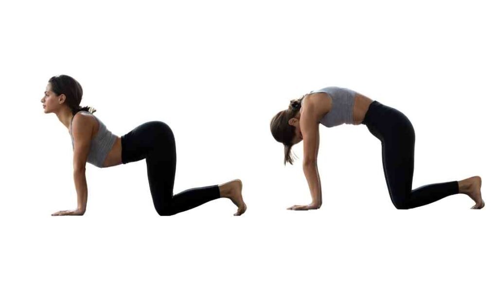 cat cow stretch yoga pose